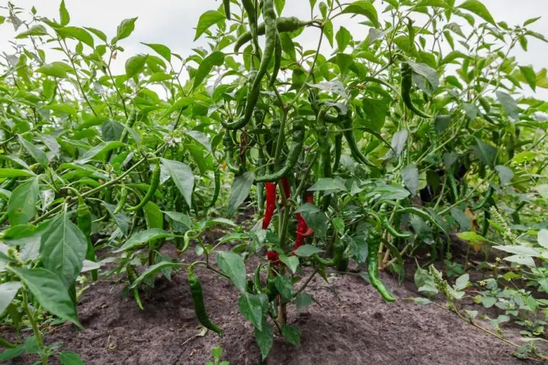 Chilli
