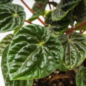 Peperomia Lilian