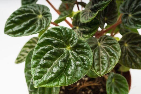 Peperomia Lilian