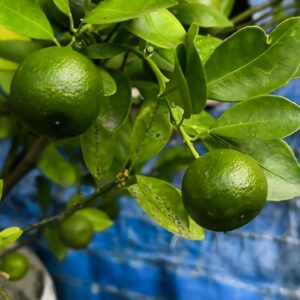 Tahitian Lime Dwarf