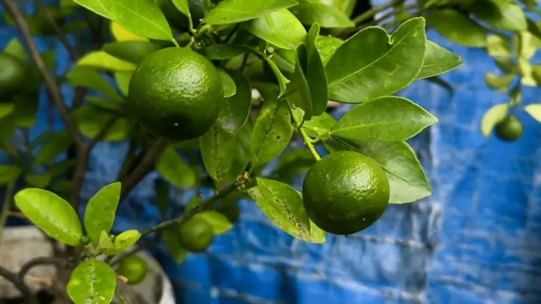 Tahitian Lime Dwarf