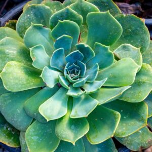 Echeveria Green Globe