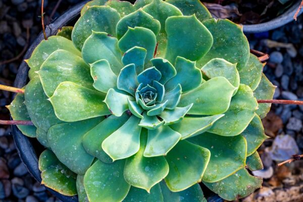 Echeveria Green Globe