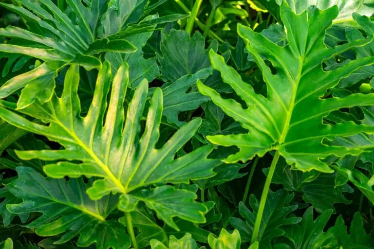 Philodendron Shangri La