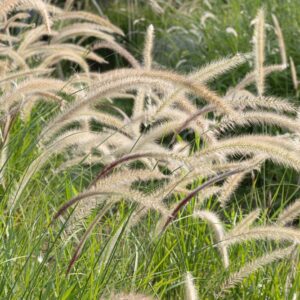 Fountain Grass