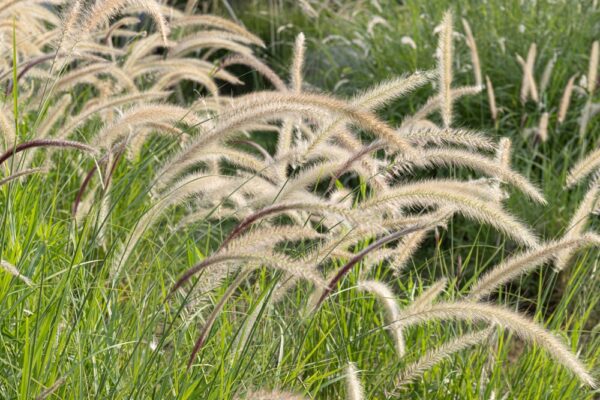 Fountain Grass