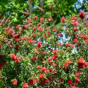Callistemon Dawson River Weeper