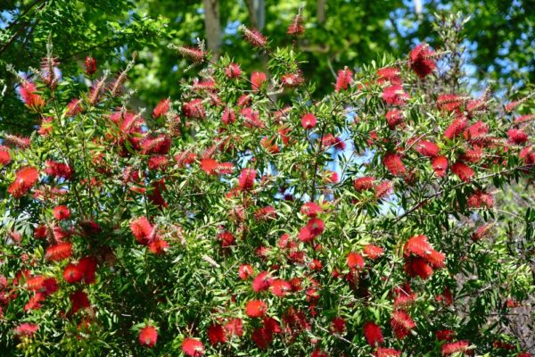 Callistemon Dawson River Weeper