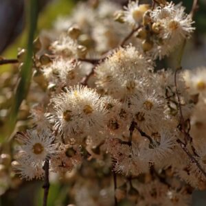 Eucalyptus Honey Pots