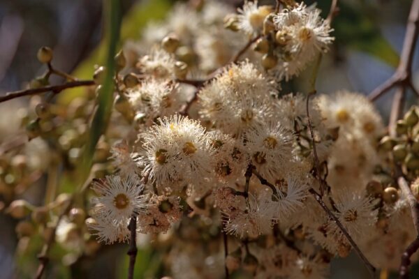 Eucalyptus Honey Pots