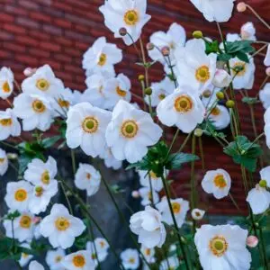 Fantasy Snow Angel Japanese Windflower