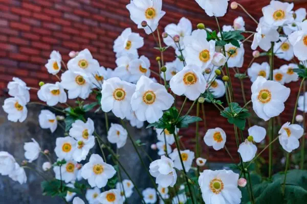 Fantasy Snow Angel Japanese Windflower