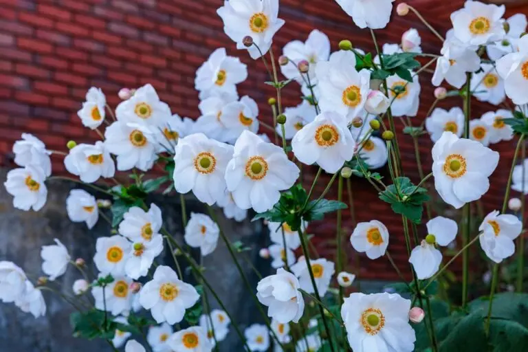 Fantasy Snow Angel Japanese Windflower