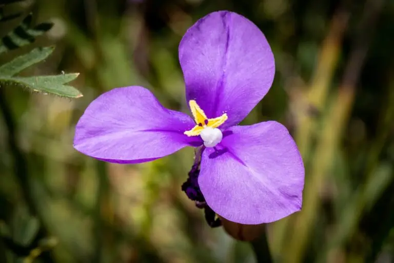 Purple Flag