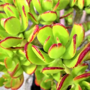 Cotyledon Macrantha