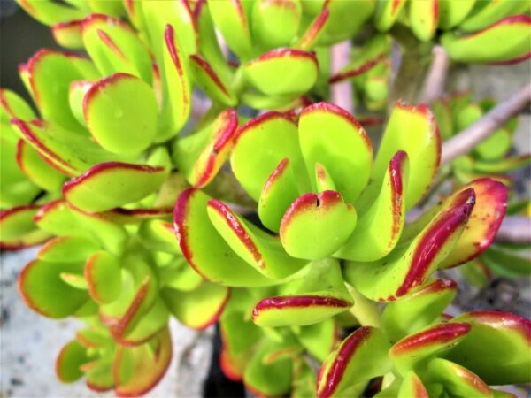 Cotyledon Macrantha