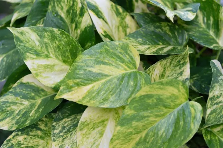 Devil’s Ivy