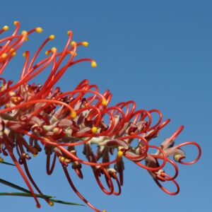 Grevillea Spirit of Anzac