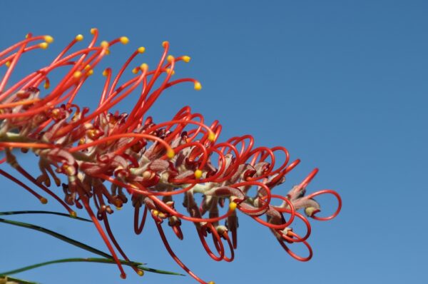 Grevillea Spirit of Anzac