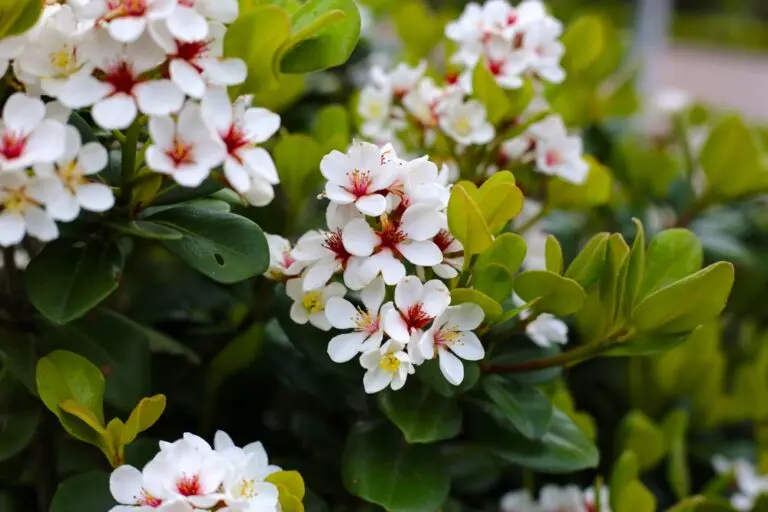 Snow Maiden Indian Hawthorn
