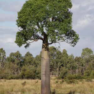 Queensland Bottle Tree