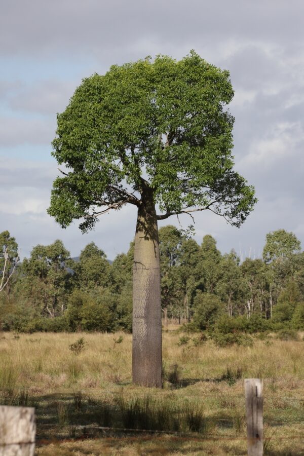 Queensland Bottle Tree
