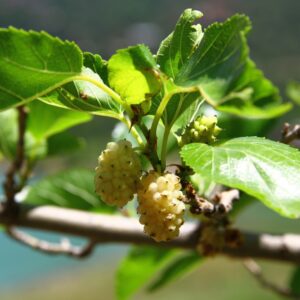 White Mulberries
