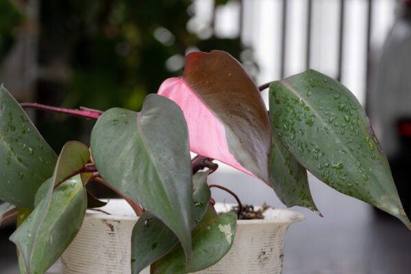 Philodendron Pink Princess - Image 2