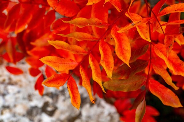 Chinese Pistache - Image 2