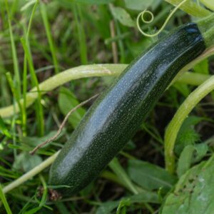 Zucchini Black Jack
