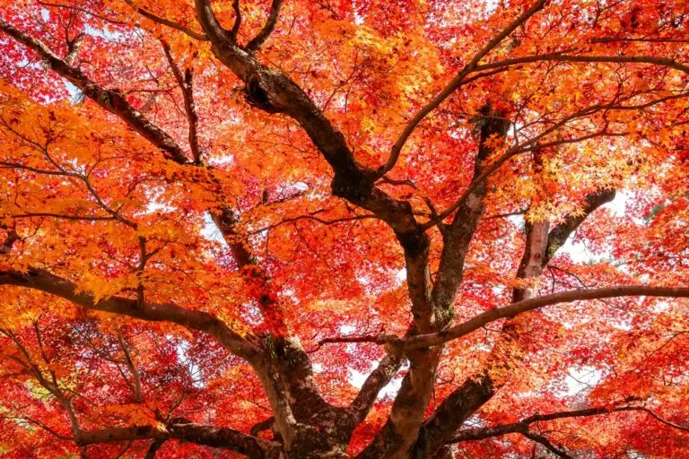 Japanese Maple