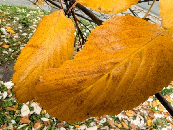 Golden Elm - Image 2