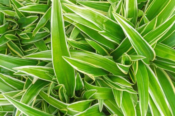 Spider Plant - Image 2