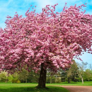 Pink Weeping Cherry