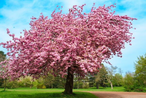 Pink Weeping Cherry