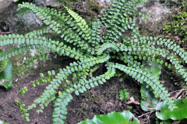 Duffii Fern