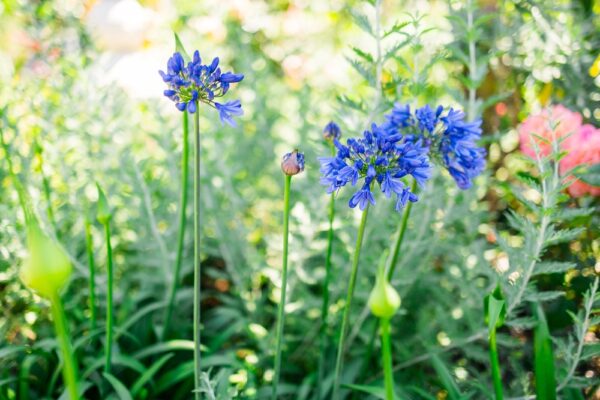 Agapanthus Bingo Blue