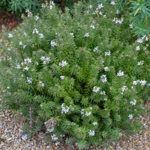 Westringia Funky Chunky