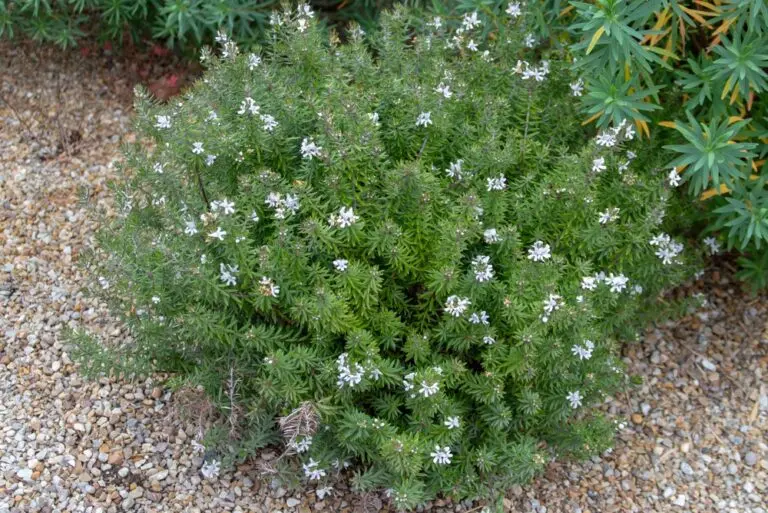 Westringia Funky Chunky