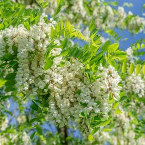 Lace Lady Black Locust