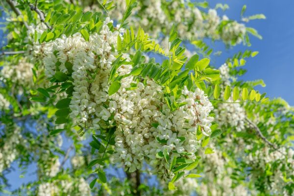 Lace Lady Black Locust