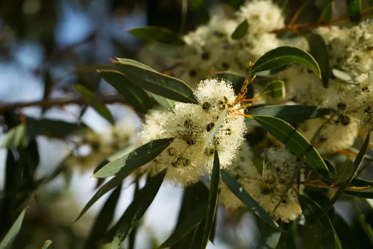 Dwarf Sugar Gum