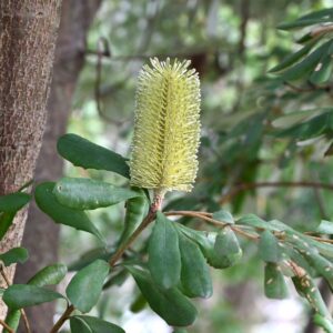 Silver Banksia