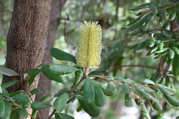 Silver Banksia