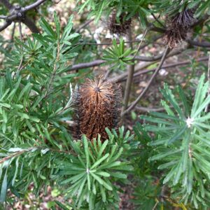 Banksia Black Magic