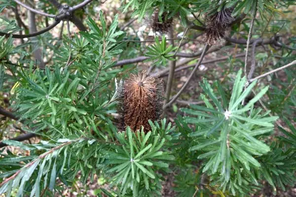 Banksia Black Magic