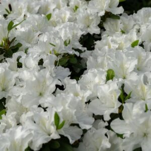 Azalea White Dragon