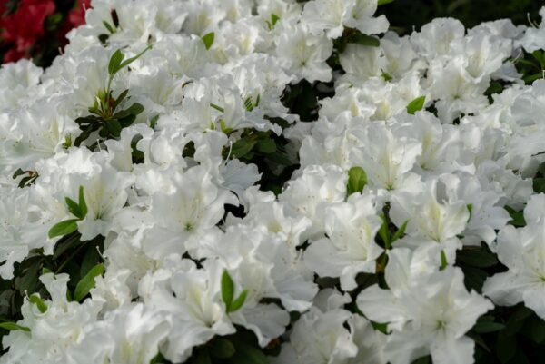 Azalea White Dragon