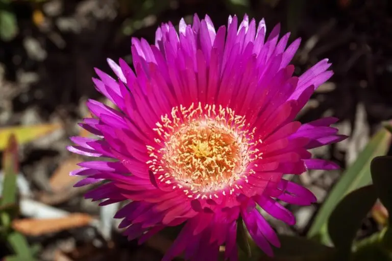 Pigface