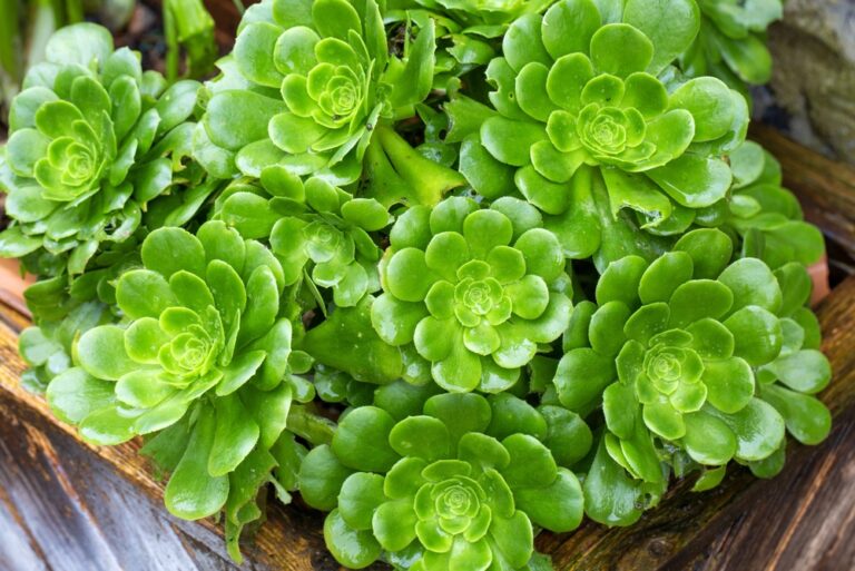Tree Aeonium